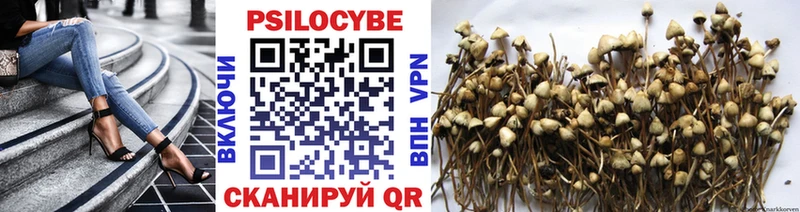 Галлюциногенные грибы Psilocybine cubensis Сергач